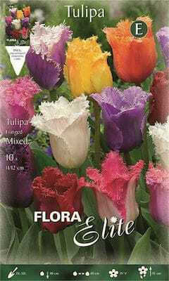 Flora Elite Луковици от лалета 10 бр.