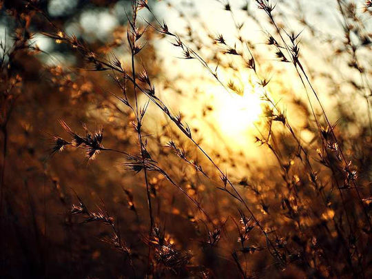 Golden Sunlight Poster Pst25121 50cm X 70cm Premium Black Wooden Frame-60570pd122353f55323