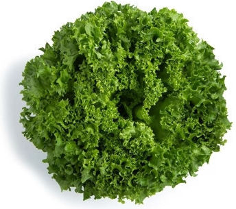 Rijk Zwaan Semințe de salată verde 5000 buc.