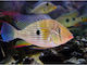 Acarichthys Heckelii S M