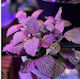 Fittonia Albivenis Purple Υδρόφιλο Φπ