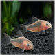 Corydoras Rabauti 3.5-4cm