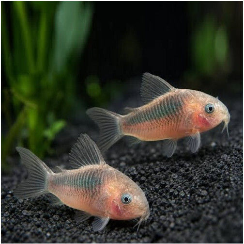 Corydoras Rabauti 3.5-4cm