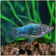 Platy Tuxedo Neon Blue 3-4cm