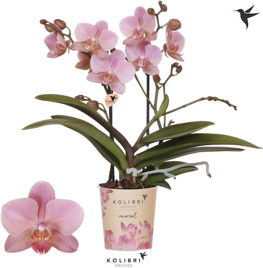 Phalaenopsis Multiflora Treviso Mineral Treviso 2 Tulpini