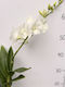 Dendrobium Sa-nook White Happiness Premium