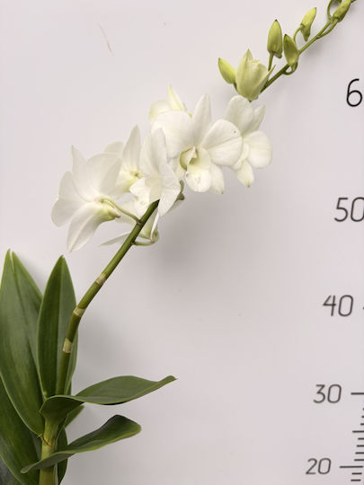 Dendrobium Sa-nook White Happiness Premium