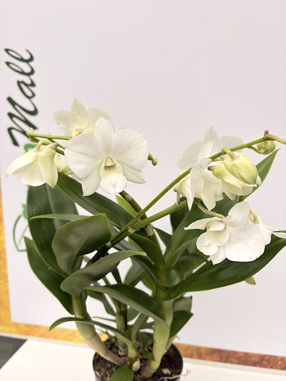 Dendrobium Sa-nook White Happiness Premium
