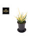 Sansevieria Comet Chrysanta Lemon im Dekotopf