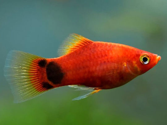Lebende Aquarienfische Platy Red Mickey Mouse 3,5–4,0 cm